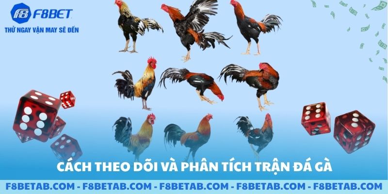 Cách theo dõi và phân tích trận đá gà